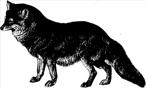 Dyr coyote