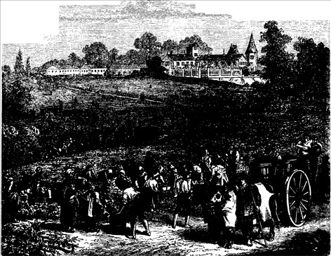 Drikke, vindruedyrkning