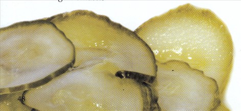 pølseABC - Pølseslang - pølseparlør - sausage phrase book